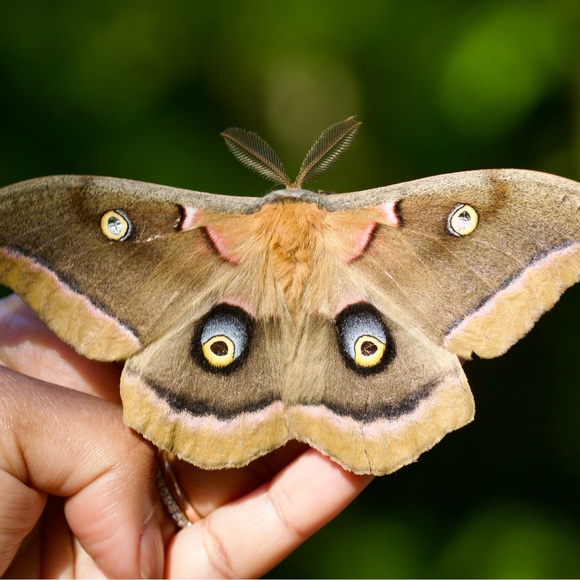 setaceousshan